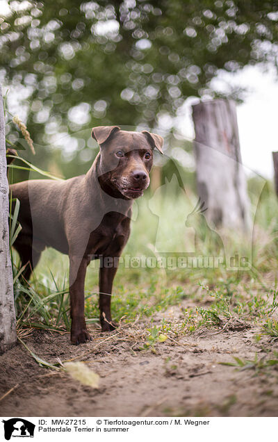 Patterdale Terrier im Sommer / Patterdale Terrier in summer / MW-27215