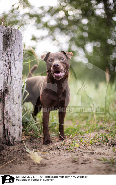 Patterdale Terrier in summer / MW-27217