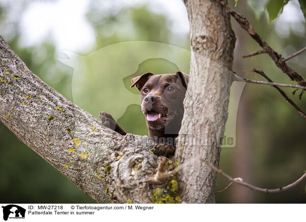 Patterdale Terrier im Sommer / Patterdale Terrier in summer / MW-27218