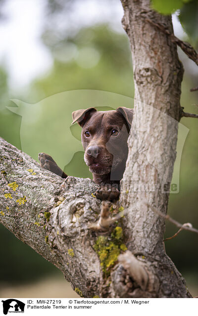 Patterdale Terrier in summer / MW-27219