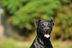 Patterdale Terrier Portrait