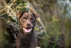 Patterdale Terrier Portrait