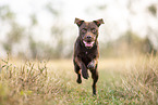 running Patterdale Terrier