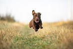running Patterdale Terrier