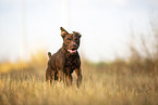 running Patterdale Terrier