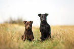 Patterdale Terrier