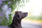 Patterdale Terrier Portrait