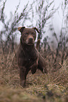 brown Patterdale Terrier