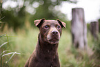 Patterdale Terrier in summer