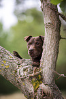 Patterdale Terrier in summer