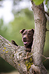 Patterdale Terrier in summer