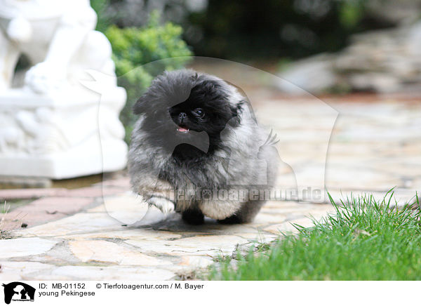 junger Pekinese / young Pekingese / MB-01152