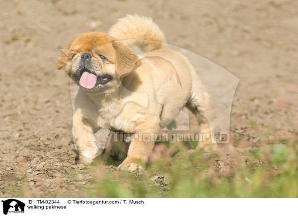 walking pekinese / TM-02344