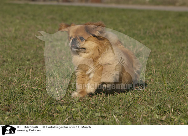 rennender Pekinese / running Pekines / TM-02546