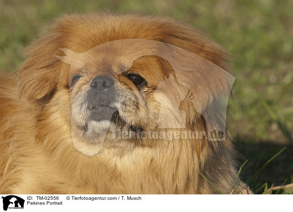 Pekines Portrait / TM-02556