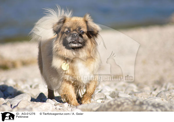 Pekinese / Pekinese / AG-01276