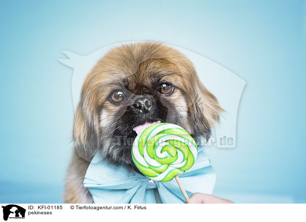 Pekinese / pekineses / KFI-01185