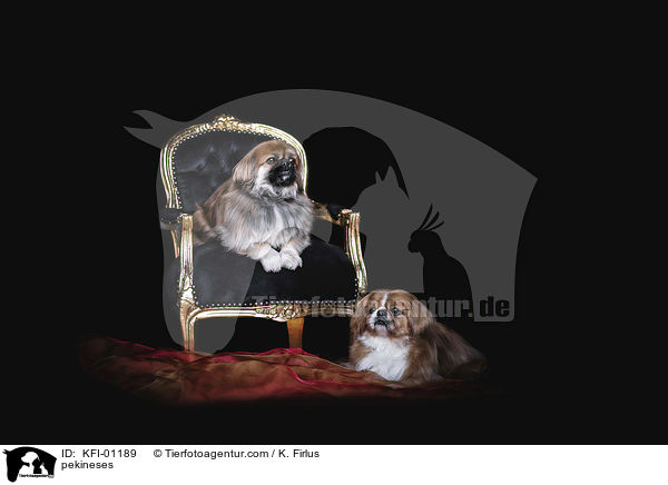 Pekinese / pekineses / KFI-01189