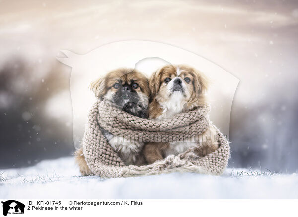 2 Pekinesen im Winter / 2 Pekinese in the winter / KFI-01745