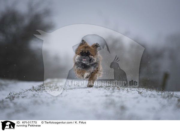 rennender Pekinese / running Pekinese / KFI-01770