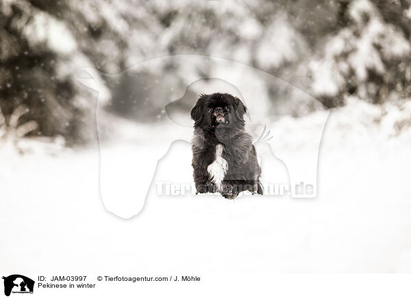Pekinese im Winter / Pekinese in winter / JAM-03997