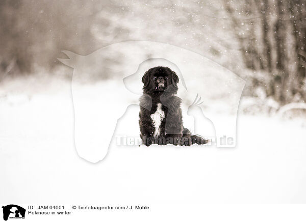 Pekinese im Winter / Pekinese in winter / JAM-04001