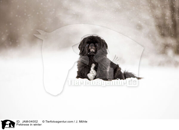 Pekinese im Winter / Pekinese in winter / JAM-04002