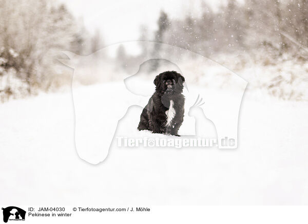 Pekinese in winter / JAM-04030
