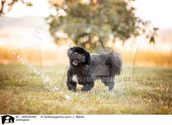 Pekinese / pekingese / JAM-04490