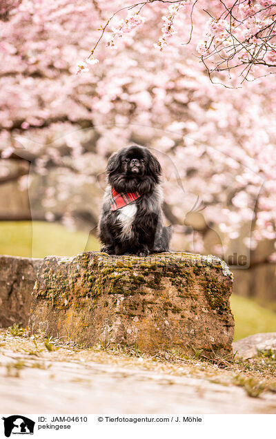 pekingese / JAM-04610