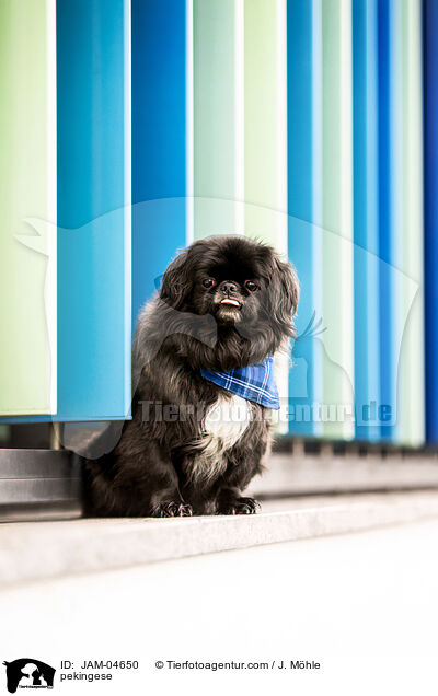 pekingese / JAM-04650