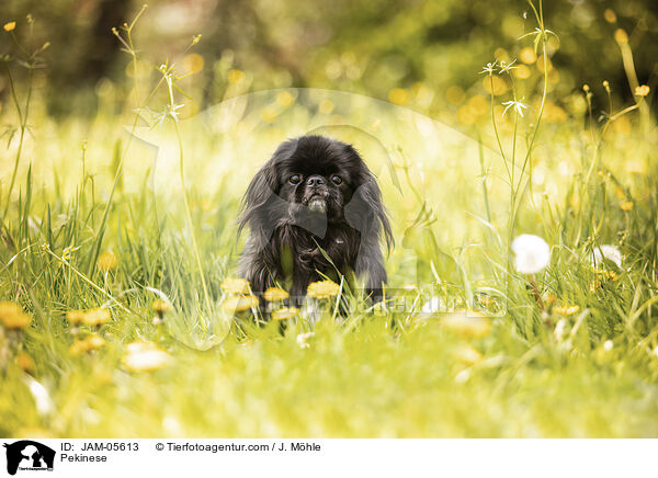 Pekinese / Pekinese / JAM-05613