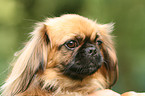 Pekingese Portrait