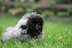 young Pekingese