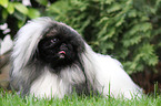 Pekingese