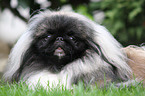 Pekingese