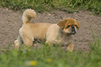 walking pekinese