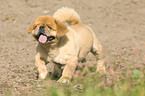 walking pekinese