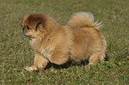 running Pekines