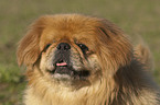 Pekines Portrait