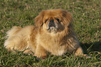 Pekines