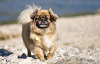 Pekinese