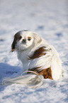 Pekinese in snow