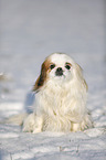 Pekinese in snow