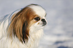 Pekinese in snow