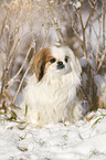 Pekinese in snow