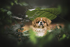 Pekinese portrait