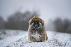 sitting Pekinese