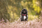 Pekinese in summer