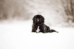 Pekinese in winter